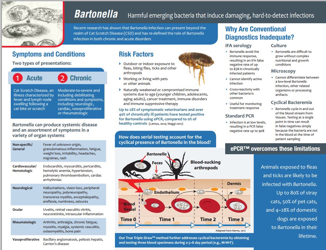 Learn More About Bartonella Infection 3814