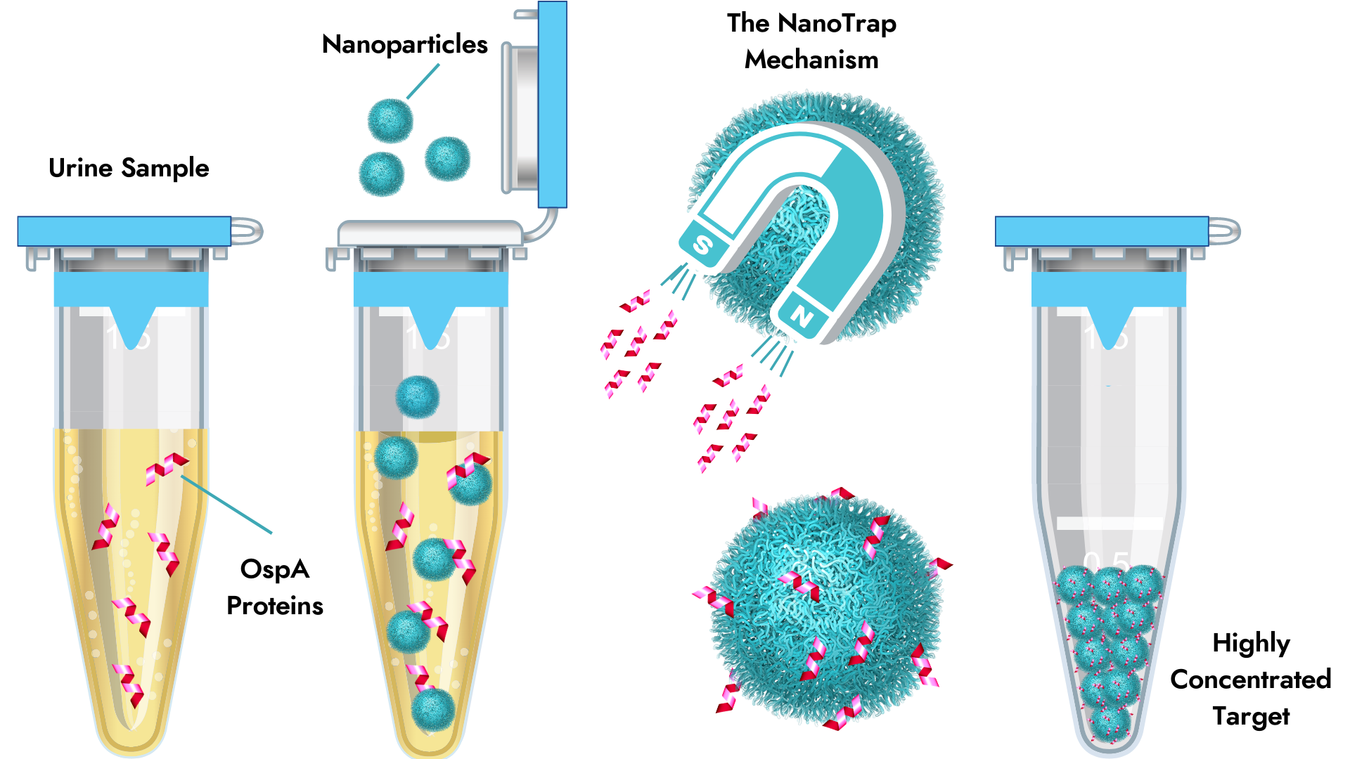 Lyme Borrelia Nanotrap® Antigen Test - Galaxy Diagnostics