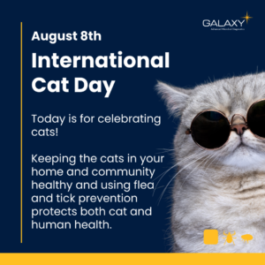 August 8th, International Cat Day. Today is for celebrating cats. Keeping the cats in your home and community healthy and using flea and tick prevention protects both cat and human health. Background is Galaxy Diagnostics branding and a grey cat with round sunglasses and a very hip cat expression.